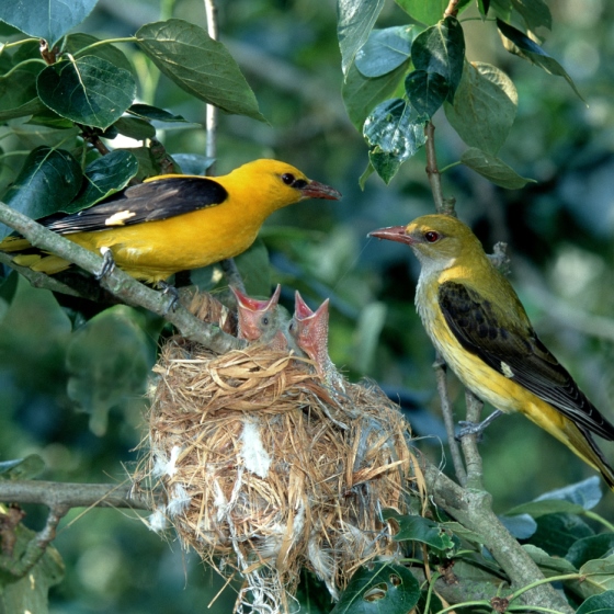 Golden Oriole, Chris Knights