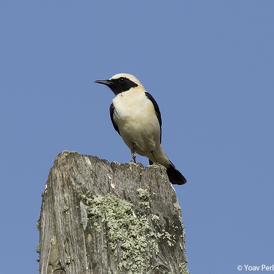 Western Black-eared Wheatear, Yoav Perlman