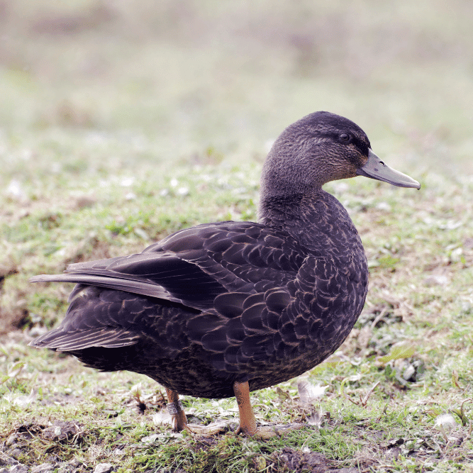 American Black Duck, by Mike Lane on Canva