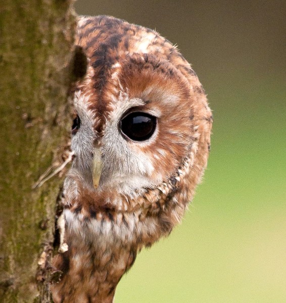 Tawny Owl by Howard Stockdale/BTO Tawny Owl by Howard Stockdale/BTO