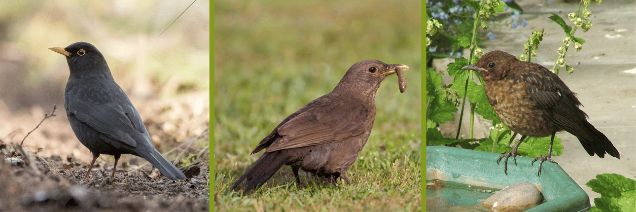 Male, female and juvenile blackbirds, by Sarah Kelman, Liz Cutting and Josie Latus / BTO