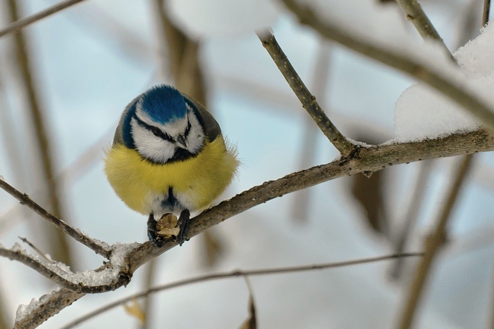 Blue Tit, by Rolf Schmidbauer / Unsplash