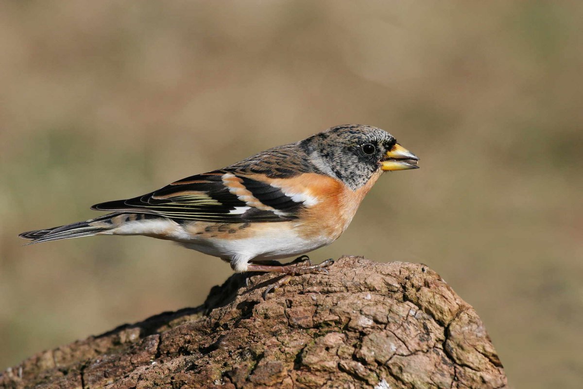 Brambling, photograph by Jill Pakenham Brambling, photograph by Jill Pakenham