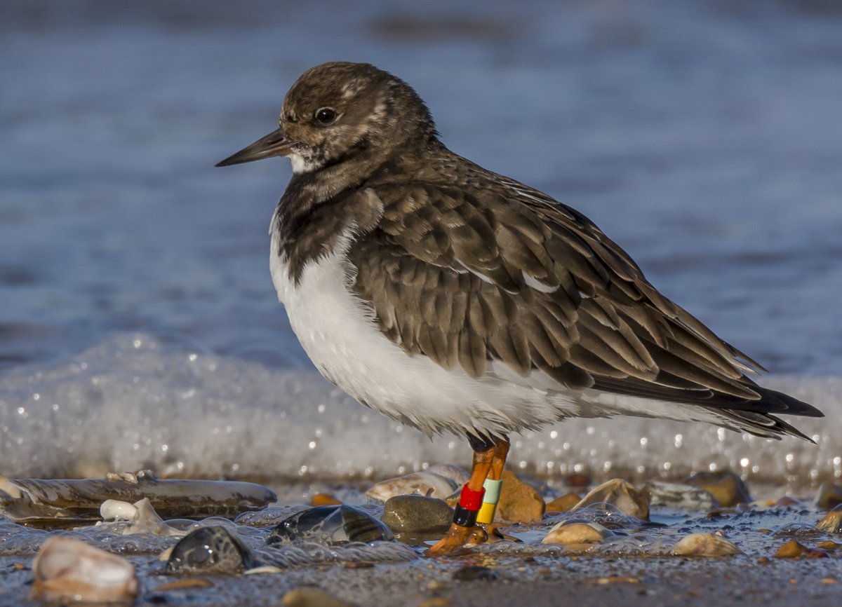 Turnstone with colour rings by Ruth Walker Turnstone with colour rings by Ruth Walker