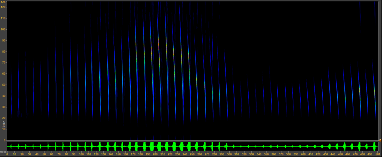 Cryptic Myotis spectrogram Cryptic Myotis spectrogram