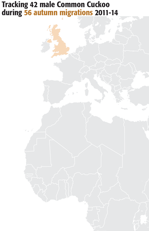 Cuckoo migration routes. Infographic by Nigel Hawtin cuckoo migration routes
