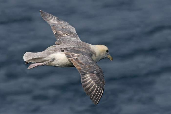 Tubenoses like Fulmar use smell to navigate.