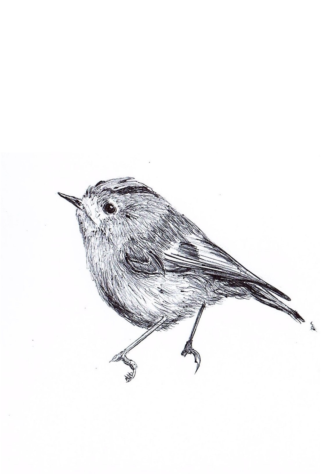 Goldcrest. Alicia Hayden