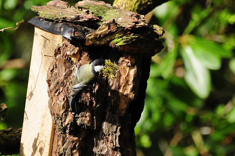 Watching adult birds carrying nest material or food back to a nest is the best way to identify which species the nest belongs to.