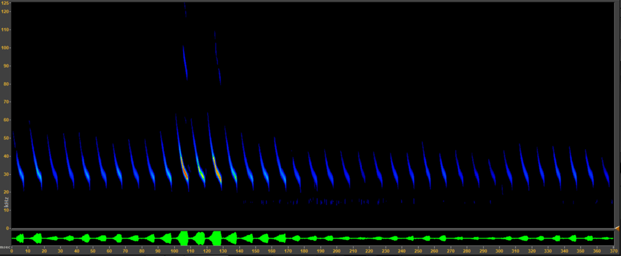 Greater Mouse-eared Bat spectrogram Greater Mouse-eared Bat spectrogram