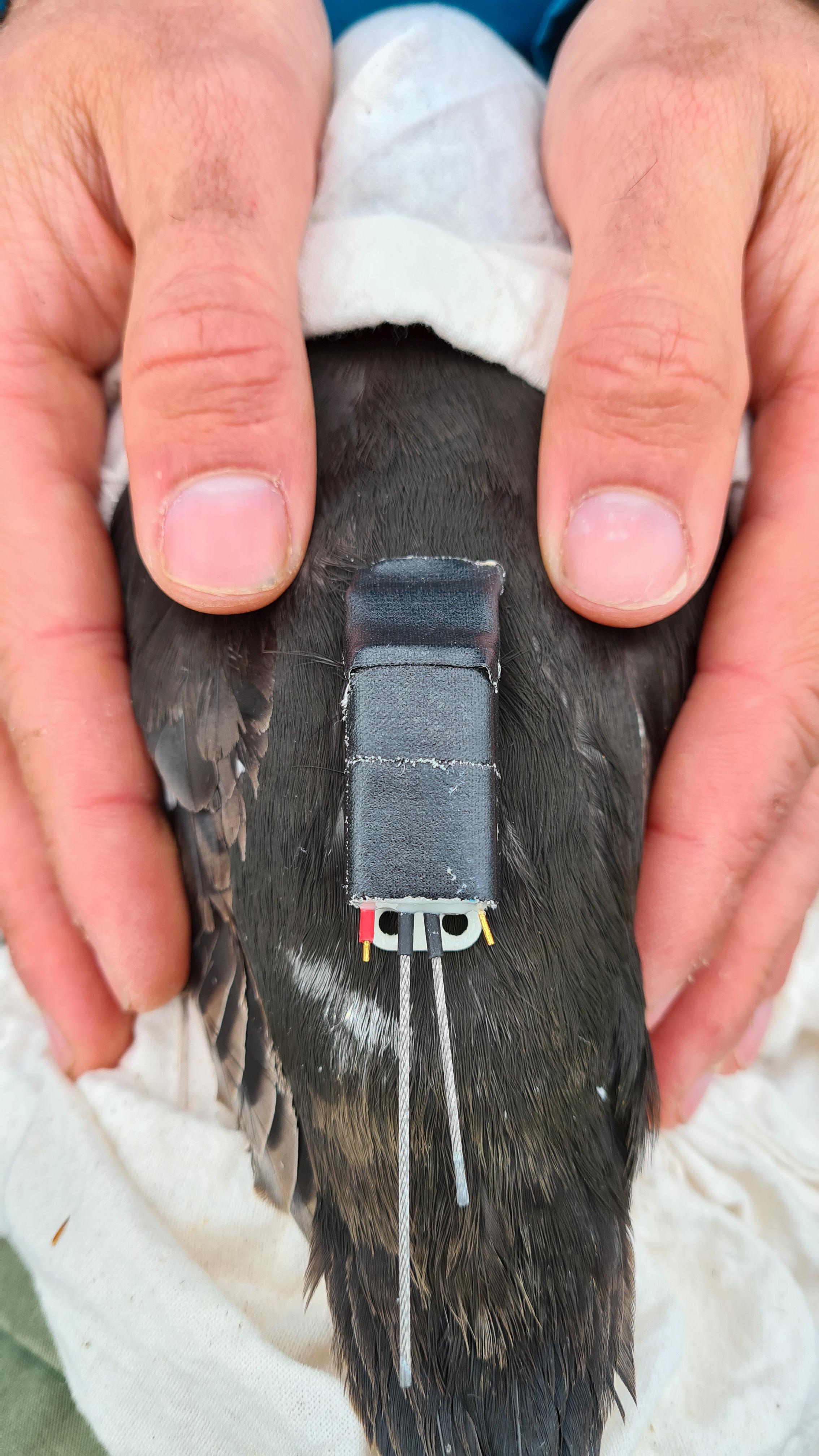 A Black Guillemot being held in two hands. The bird has a tracking device fitted to its back.