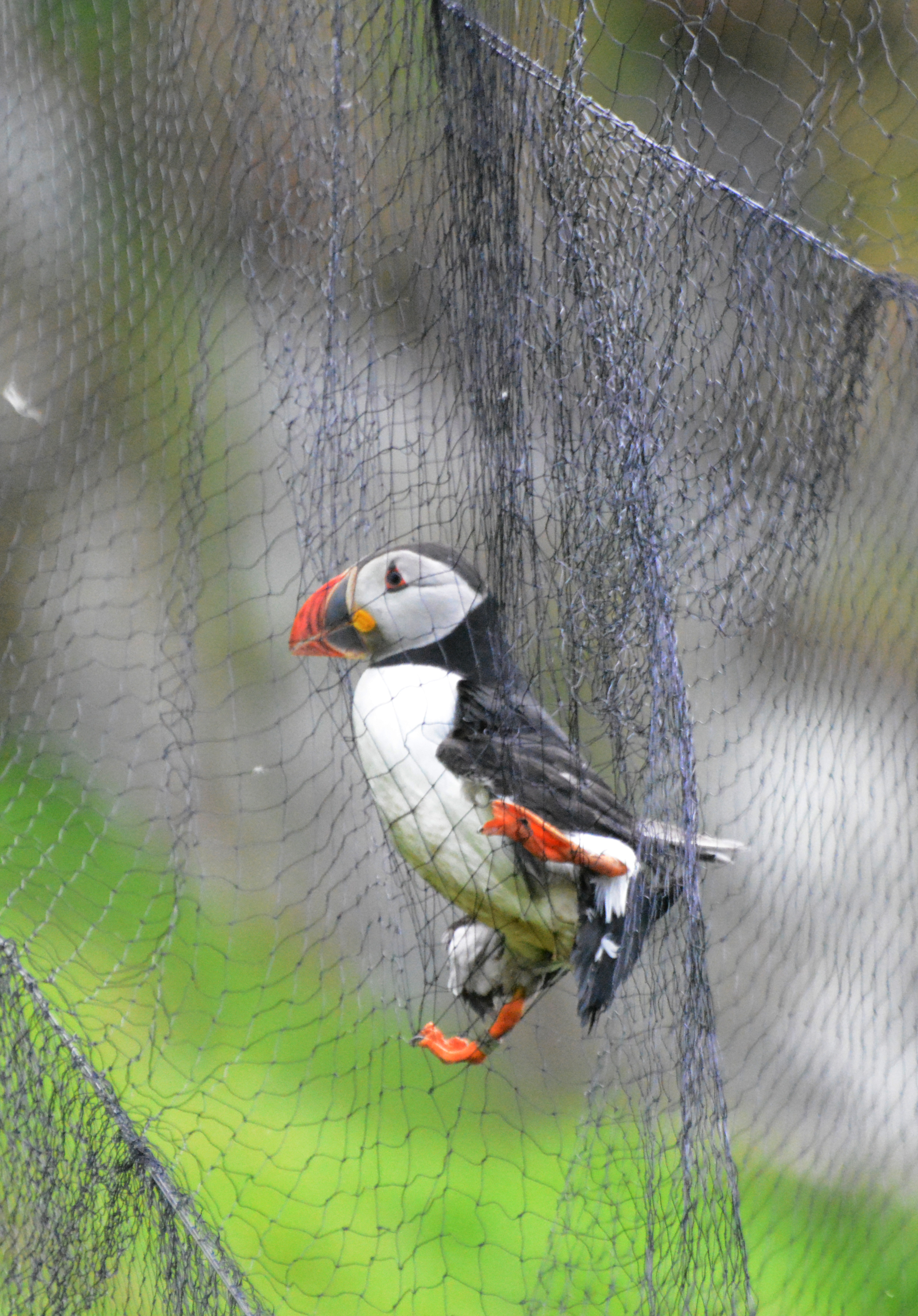 A Puffin sitting in a mist net waiting to be extracted.