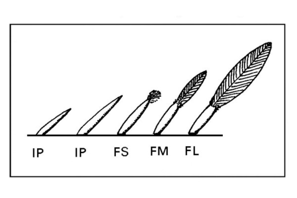 Stages of feather growth with the corresponding codes for NRS recording.