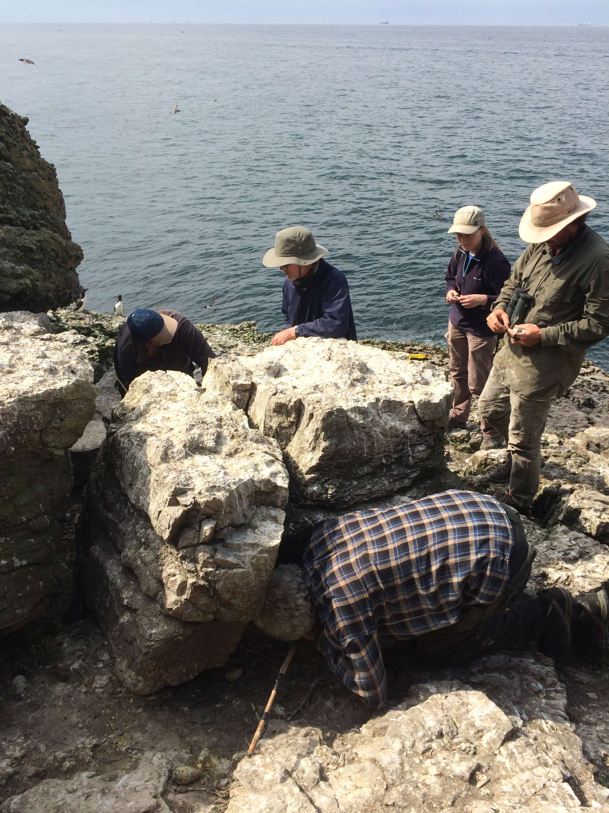 A group of ringers looking in gaps between boulders in a seabird colony for breeding seabirds. The image shows people standing around boulders with the sea in the background.