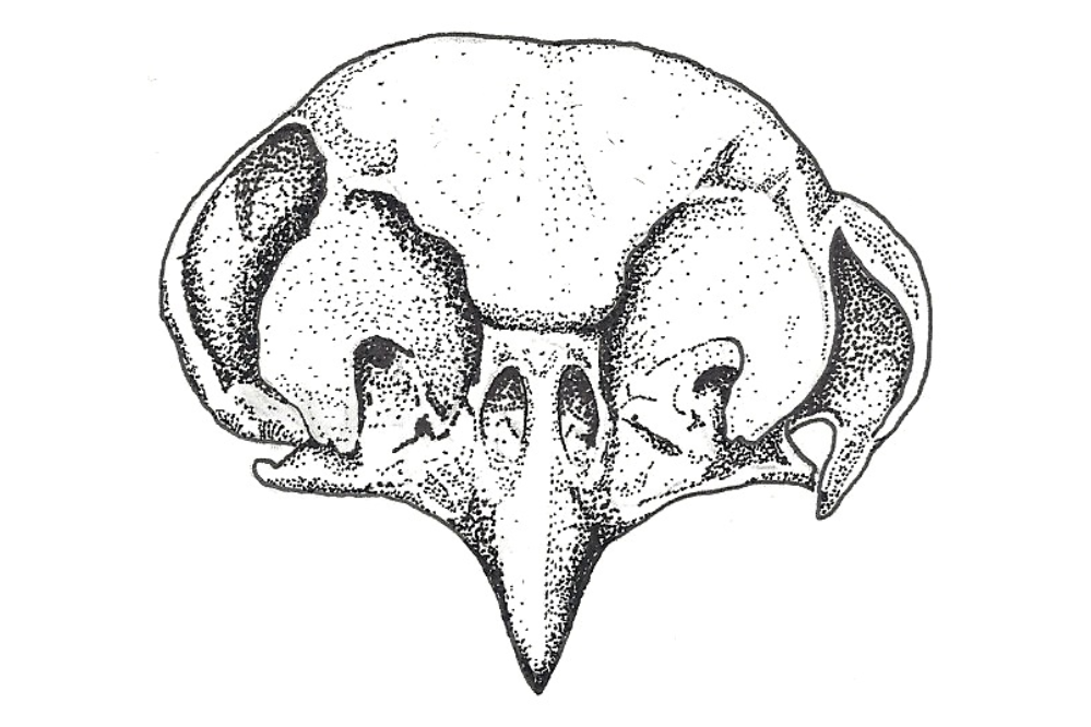 A drawing of a Tengmalm's Owl skull. The drawing shows the asymmetry of the ears, with the owl's left ear being lower on its head than its right.