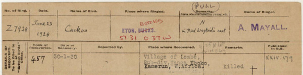 The old technology. The recovery slip from the only UK-ringed Cuckoo to be found in Africa - in 1930.