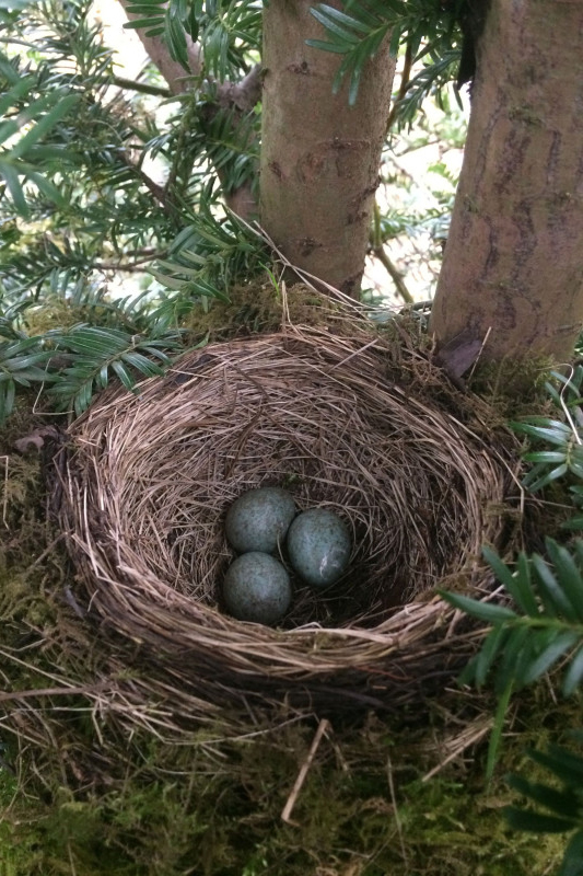 A Blackbird nest in the fork of a Yew tree with three blue speckled eggs.