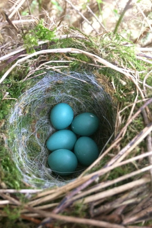 A Dunnock nest made of moss and lined with wool, with five blue eggs.