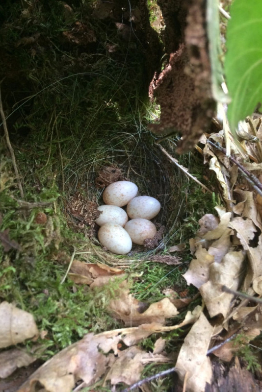 A robin nest with five eggs.