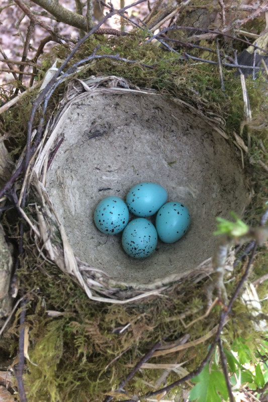 A Song Thrush nest made of moss and lined with mud, with four blue speckled eggs.