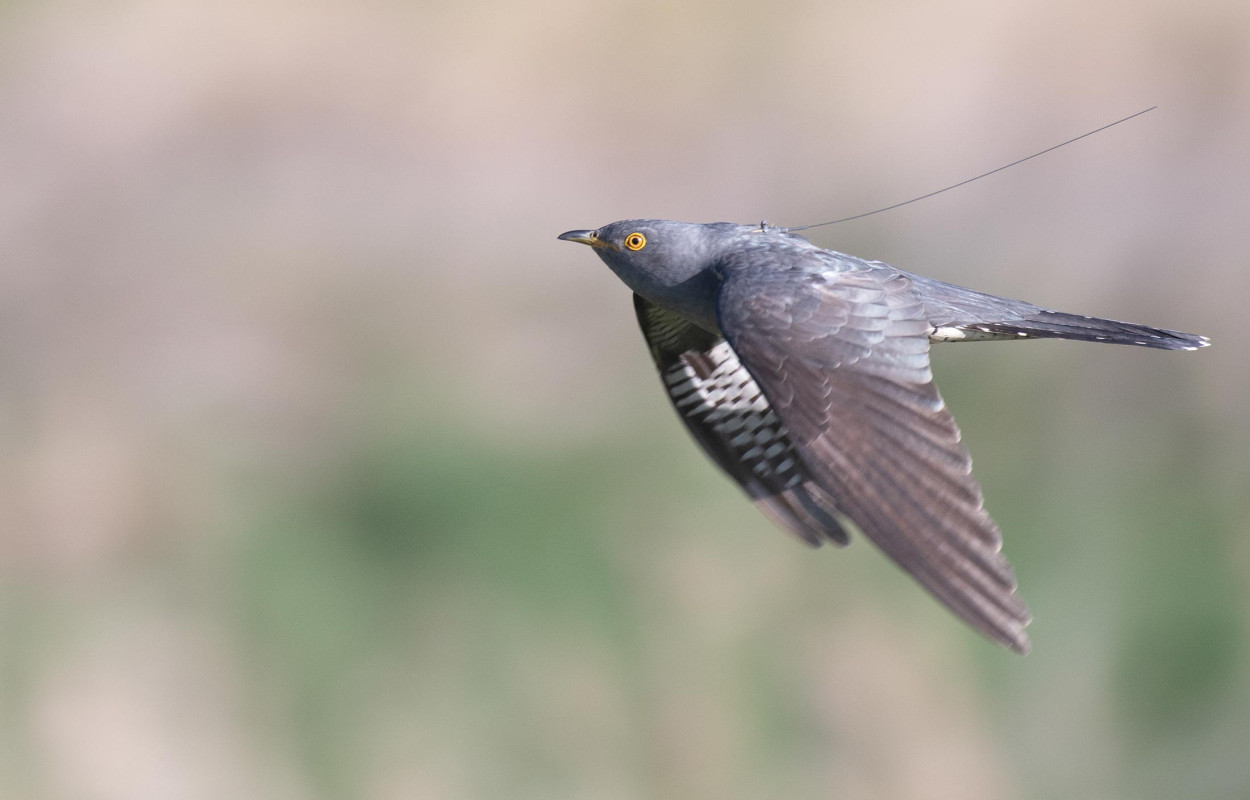 Tagged Cuckoo in flight by Neil Calbrade / BTO