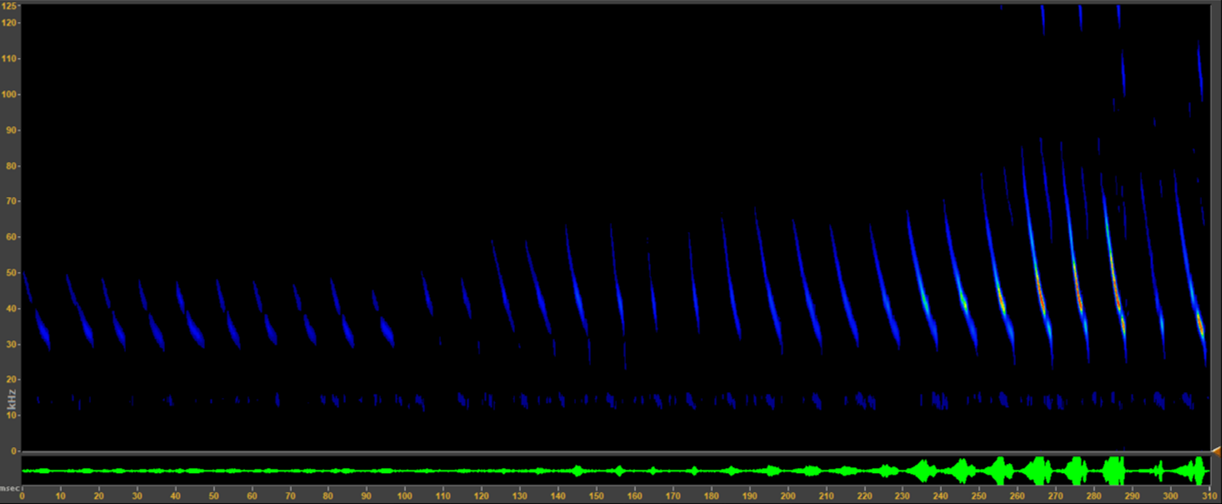 Lesser Mouse-eared Bat spectrogram Lesser Mouse-eared Bat spectrogram