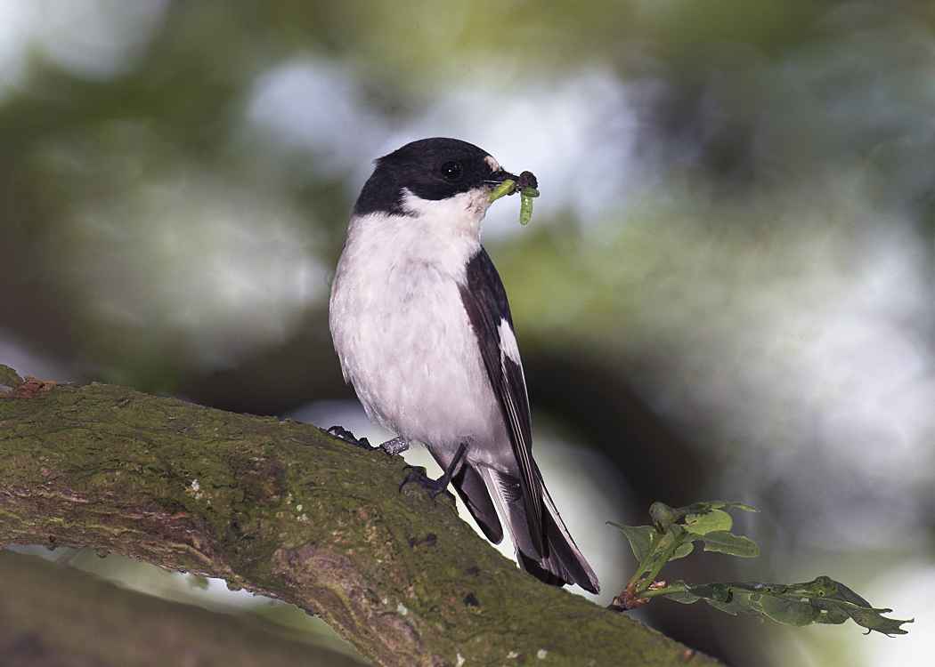 Pied Flycacther by John Harding Pied Flycatcher with caterpillar in its beak by John Harding