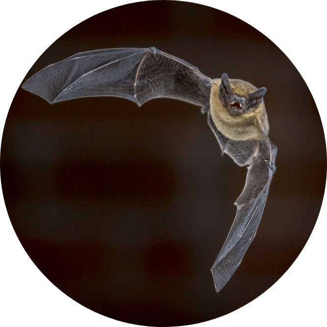 Pipistrelle Bat. Creative Nature