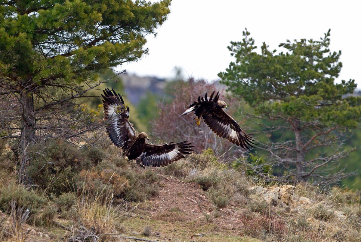 Golden Eagles, by Chris Knights / BTO