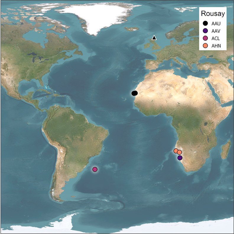 Rousay Arctic Skua wintering grounds, by Nina O’Hanlon A map of the world showing the location of the Arctic Skuas' breeding grounds on Rousay, Orkney, and their wintering grounds on the coast of north-west Africa, south-west Africa and eastern South America.