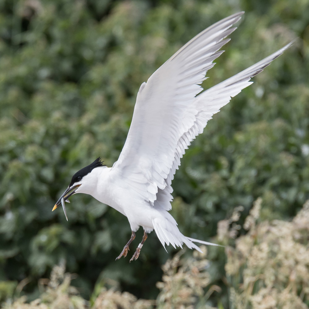 Ringed Sandwich Tern, by Philip Croft / BTO