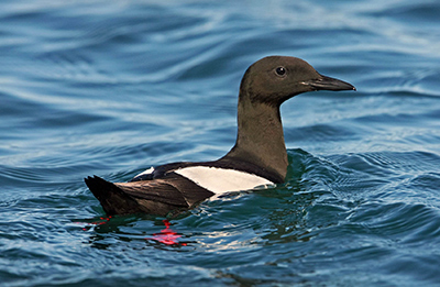 Black Guillemot. Photograph by Jill Pakenham