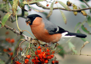 Bullfinch by John Harding