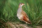 Corncrake. Photo by Edmun Fellowes