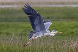 Grey Heron by John Harding