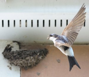 House Martin. Photograph by Doug Welch
