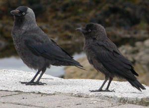 Adult and juvenile Jackdaw (John Harding)