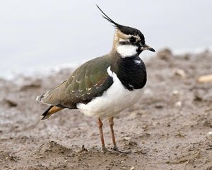 Lapwing. Photograph by John Harding