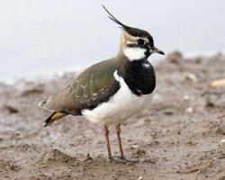 Lapwing by John Harding