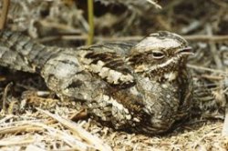 Nightjar by John Bowers