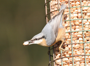Nuthatch. Photograph by Mark R Taylor