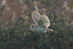 Barn Owl by Ron Marshall