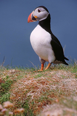 Puffin. Photograph by Derek Belsey & Cliff Reddick