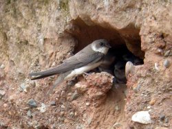 Sand Martin by John Harding