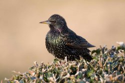 Starling by John Harding