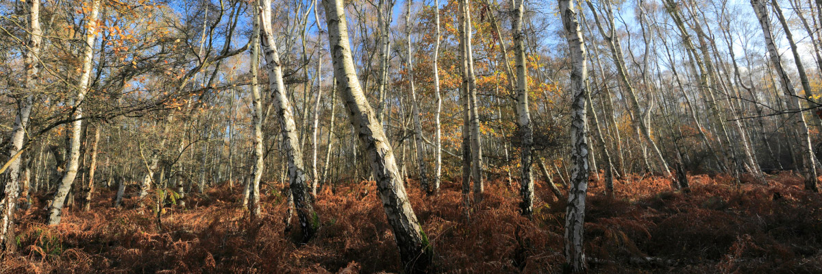 Silver Birch trees at Holme Fen Site of Special Scientific Interest Silver Birch trees at Holme Fen Site of Special Scientific Interest