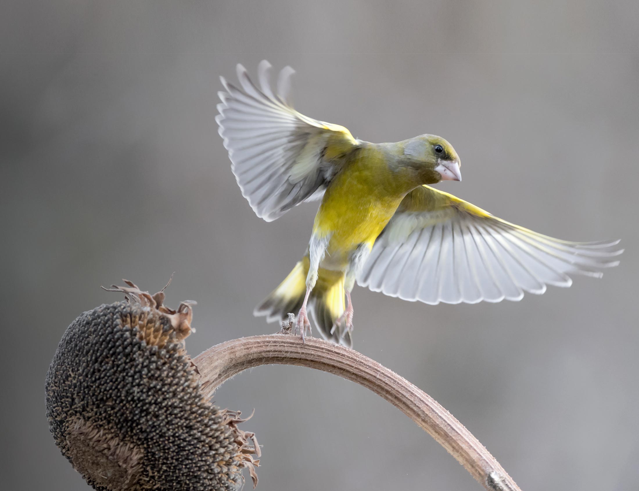 Greenfinch. Manuel@adobestock