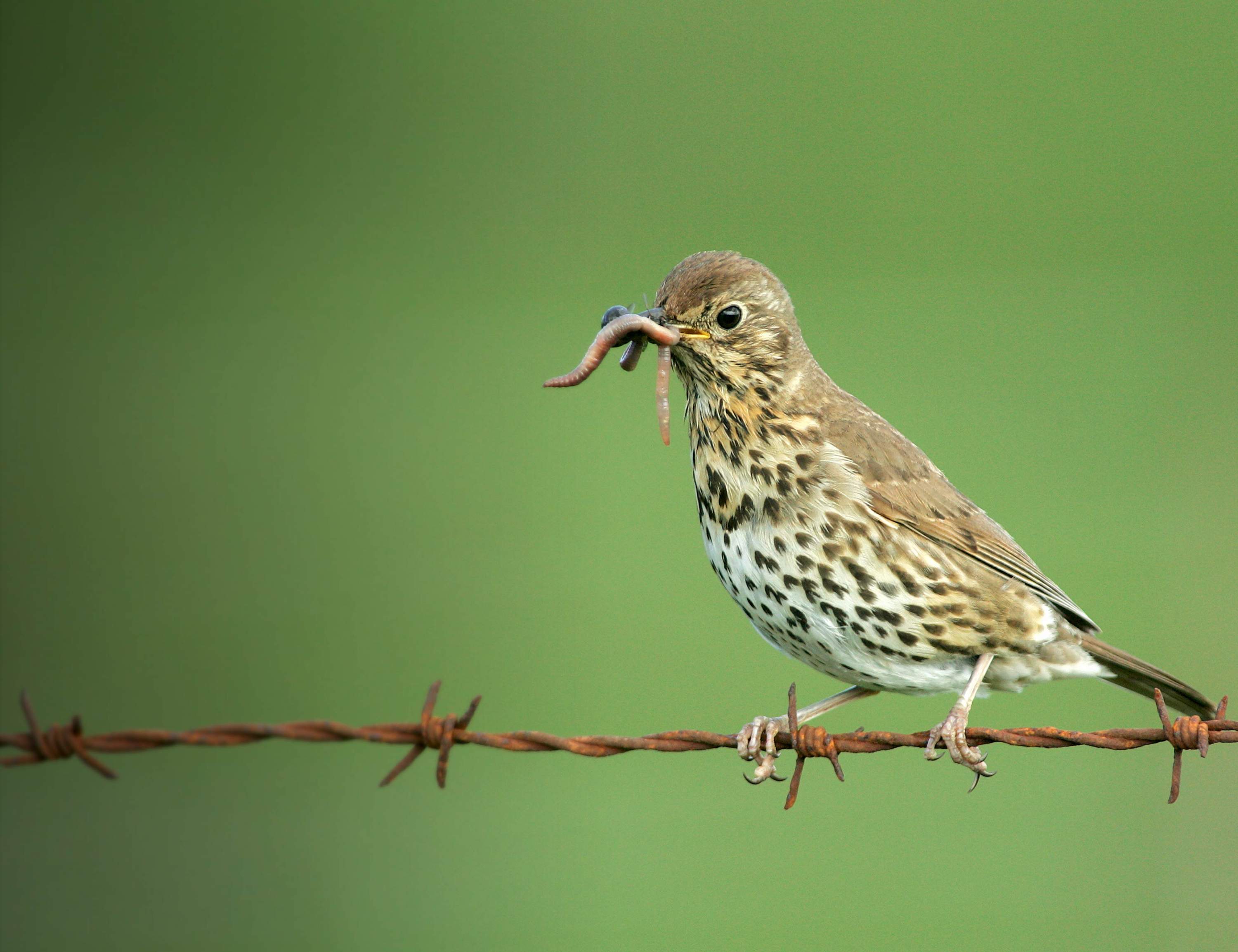 Song Thrush. Edmund Fellowes
