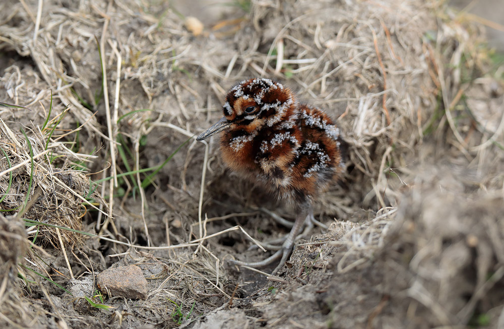 Snipe chick. David Scott / BTO Snipe chick. David Scott / BTO