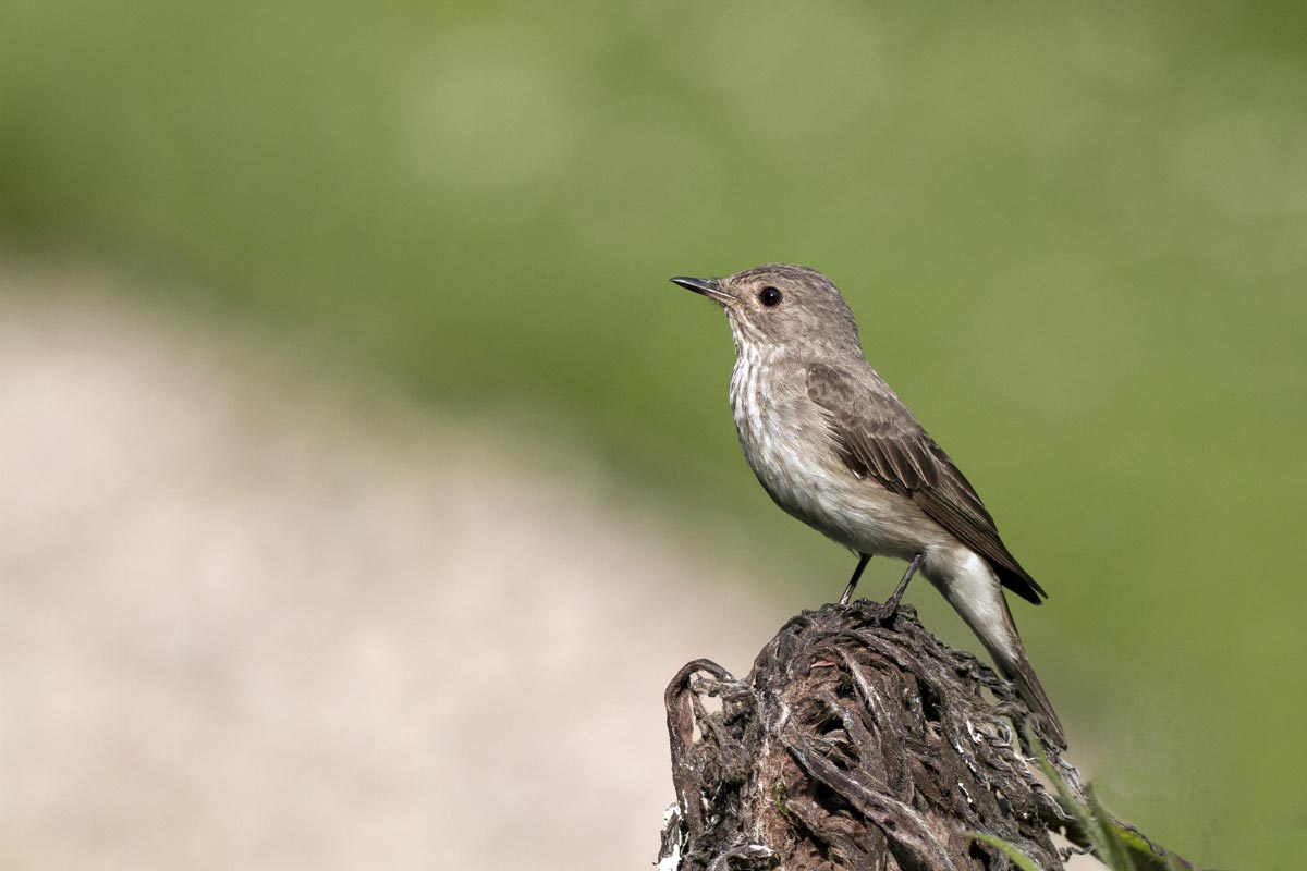 Spotted Flycatcher. Photograph by John Harding Spotted Flycatcher. Photograph by John Harding